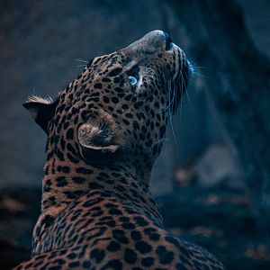 Sri Lankan leopard (Panthera pardus kotiya)