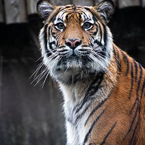 Sumatran tiger (Panthera tigris sondaica)