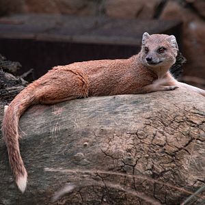 Yellow mongoose (Cynictis penicillata)