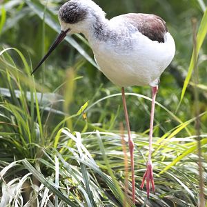 Black-winged stilt (Himantopus himantopus)