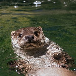 Eurasian otter (Lutra lutra)