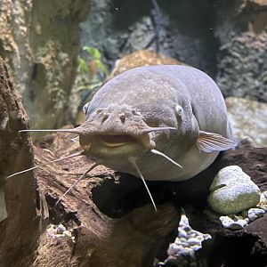 Electric Catfish