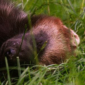 Wolverine (Gulo gulo)