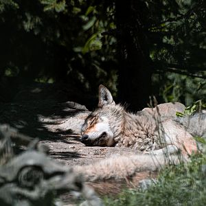 Eurasian wolf (Canis lupus)