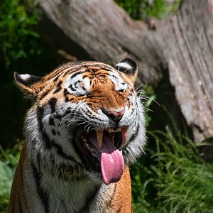 Siberian tiger (Panthera tigris)