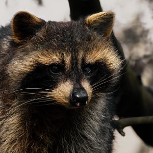 Raccoon (Procyon lotor)