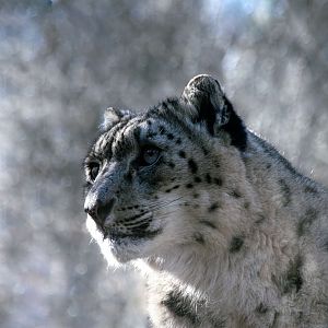 Snow leopard (Panthera uncia)