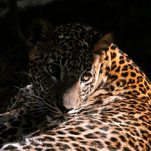 Sri Lankan leopard (Panthera pardus kotiya)