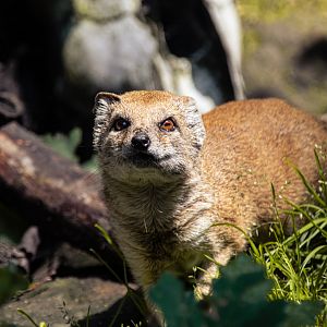 Yellow mongoose (Cynictis penicillata)