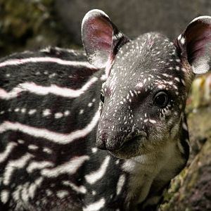 South American tapir (Tapirus terrestris)