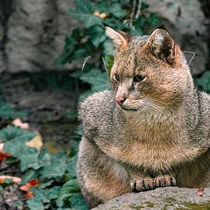 Jungle cat (Felis chaus)