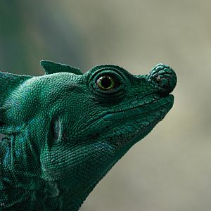 Plumed basilisk (Basiliscus plumifrons)
