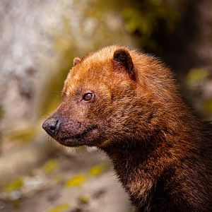 Bush dog (Speothos venaticus)