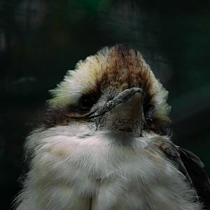 Laughing kookaburra (Dacelo novaeguineae)