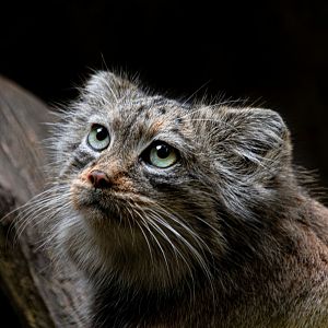 Pallas's cat (Otocolobus manul)