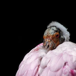 Roseate spoonbill (Platalea ajaja)