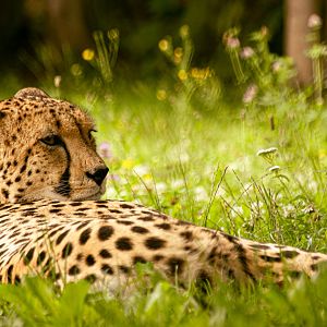 Cheetah (Acinonyx jubatus)