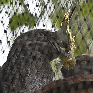 Tawny frogmouth having a snack...?