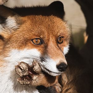 Parazoo Vlašim - Red fox