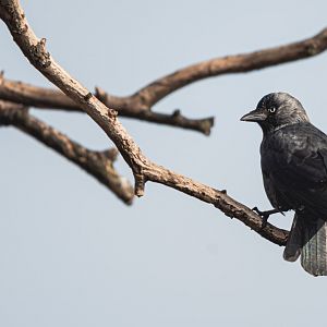Western jackdaw (Coloeus monedula)