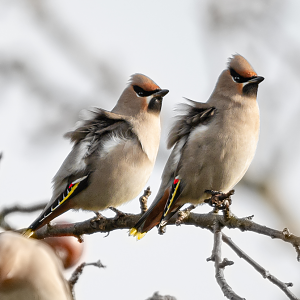 Bohemian waxwing (Bombycilla garrulus)