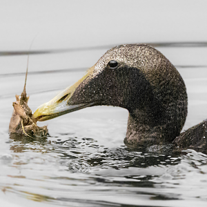 Common eider (Somateria mollissima)