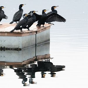 Great cormorant (Phalacrocorax carbo)