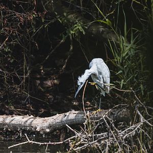 Little egret (Egretta garzetta)