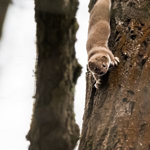 Least weasel (Mustela nivalis)