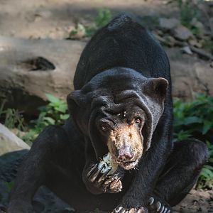 Sun bear (Helarctos malayanus)