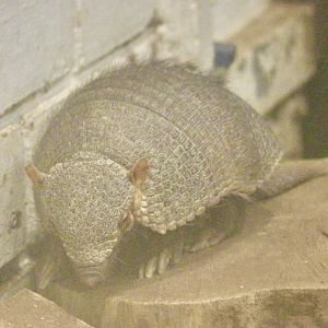 Large hairy armadillo (Chaetophractus villosus) - January 2025