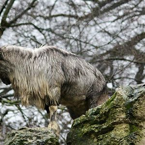 Turkmenian markhor (Capra falconeri heptneri) - January 2025