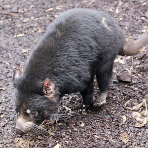 Tasmanian devil (Sarcophilus harrisii) - January 2025
