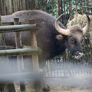 Indian gaur (Bos gaurus gaurus) - January 2025