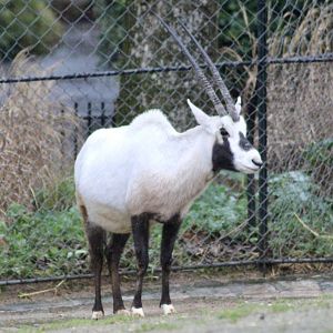 Arabian oryx (Oryx leucoryx) - January 2025