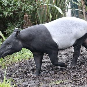 Malayan tapir (Tapirus indicus) - January 2025
