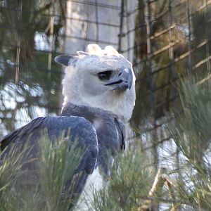 Harpy eagle