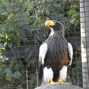Steller's sea eagle