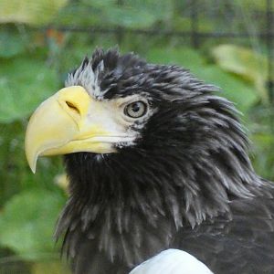 Steller's sea eagle