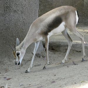 Speke's gazelle
