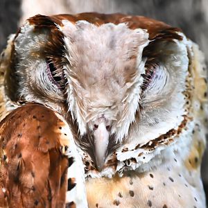 Oriental bay owl (Phodilus badius)