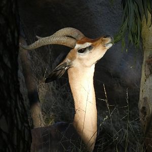 Southern gerenuk