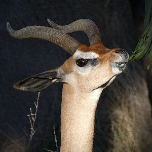 Southern gerenuk