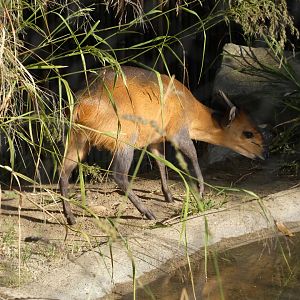 Red-flanked duiker "Nugget"