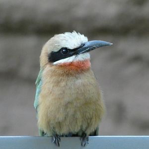 White-fronted bee eater
