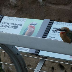 Unidentified bird species