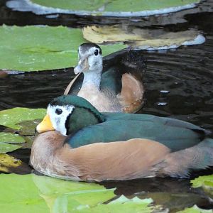 African pygmy goose