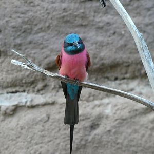 Northern carmine bee eater