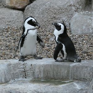 African penguins "Courtney" and Mckinney"