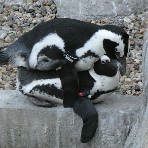 African penguins copulating/mating "Courtney" and Mckinney"